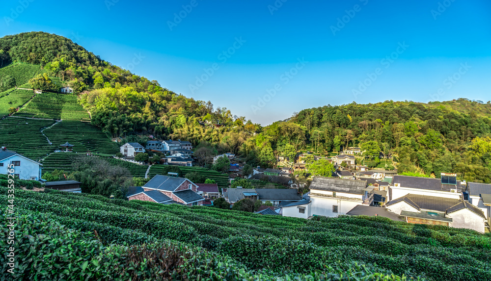 杭州西湖龙井茶山