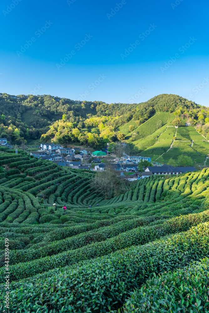 杭州西湖龙井茶山