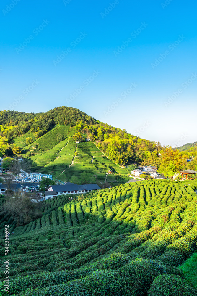 杭州西湖龙井茶山