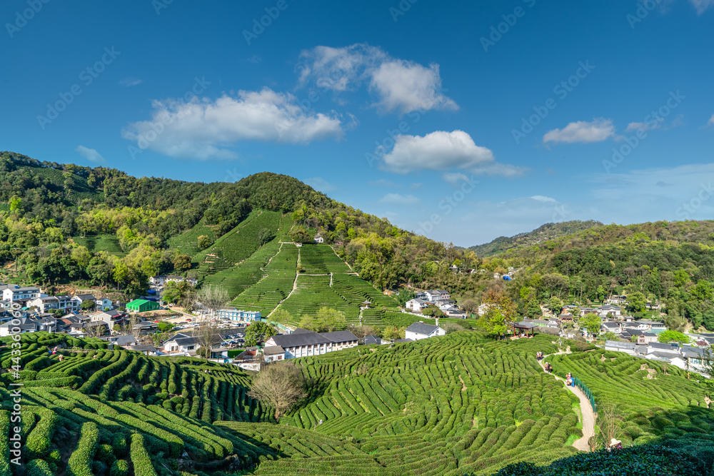 杭州西湖龙井茶山