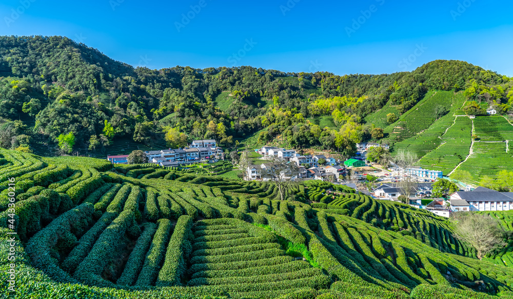 杭州西湖龙井茶山