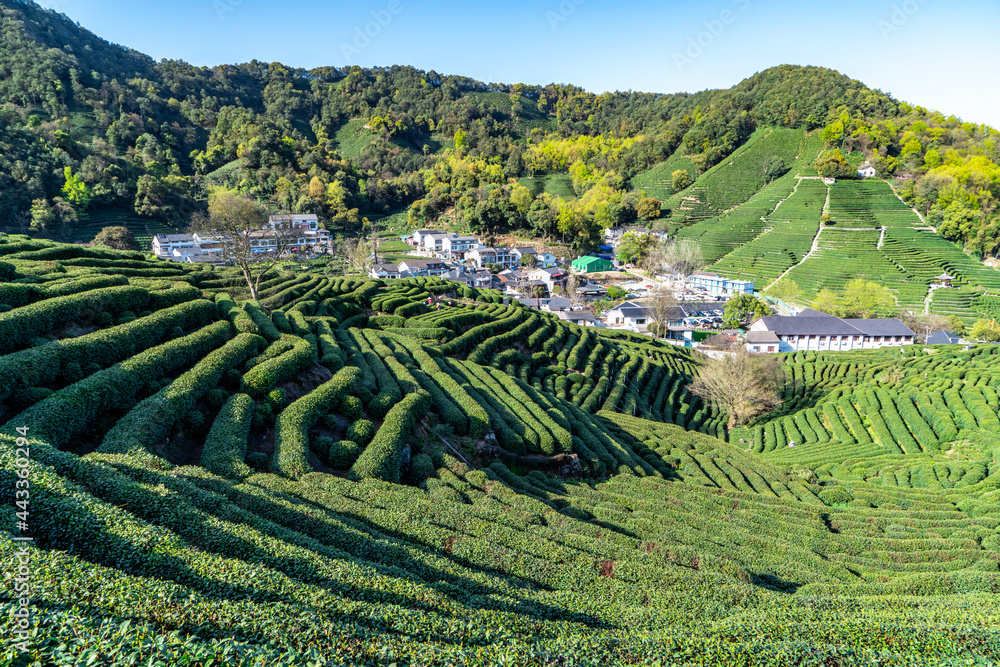 杭州西湖龙井茶山