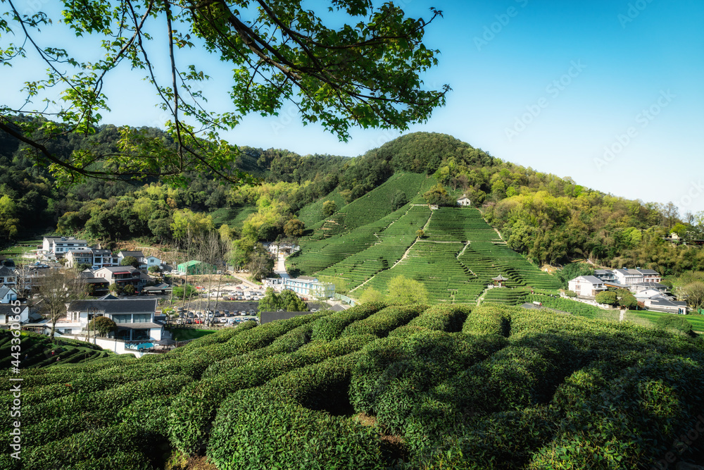 杭州西湖龙井茶山