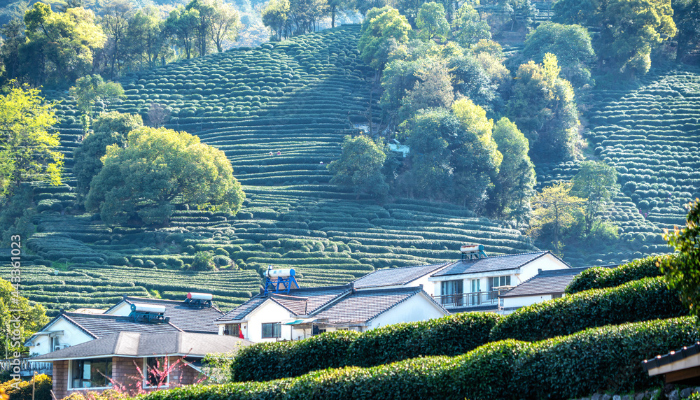 杭州西湖龙井茶山