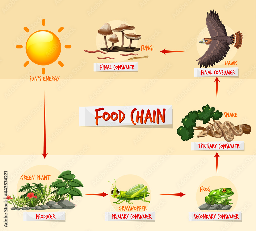 食物链图概念