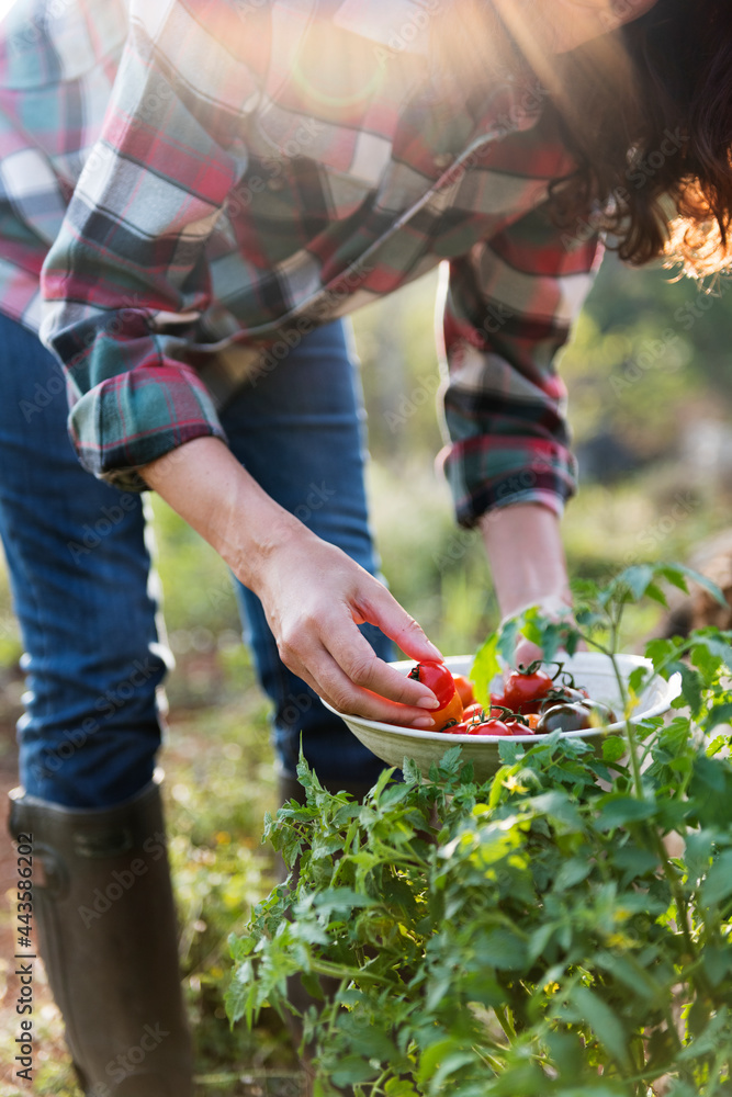 Farmer picking fresh organic tomatoes