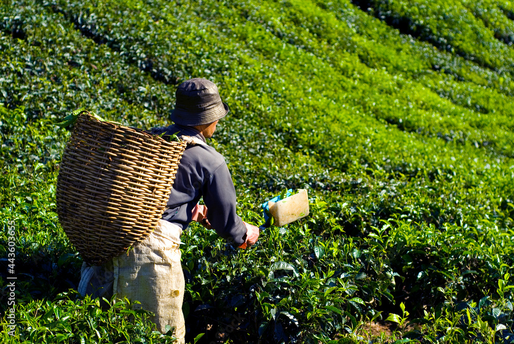 采茶人收割茶叶