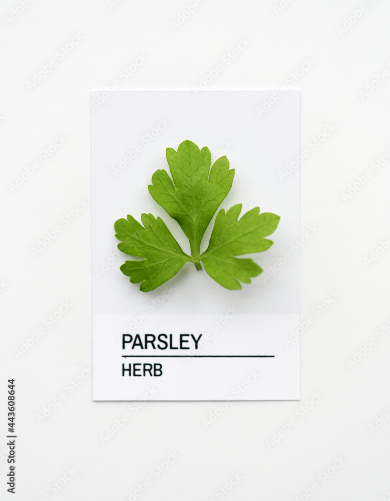 Parsley leaf on white paper