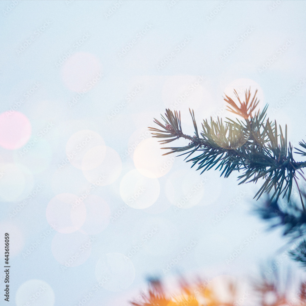 Closeup of spruce covered with snow