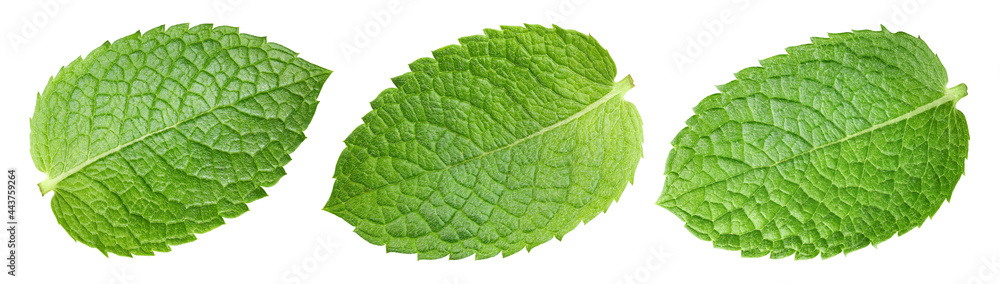 Mint collection clipping path. Organic fresh mint leaves isolated on white. Full depth of field