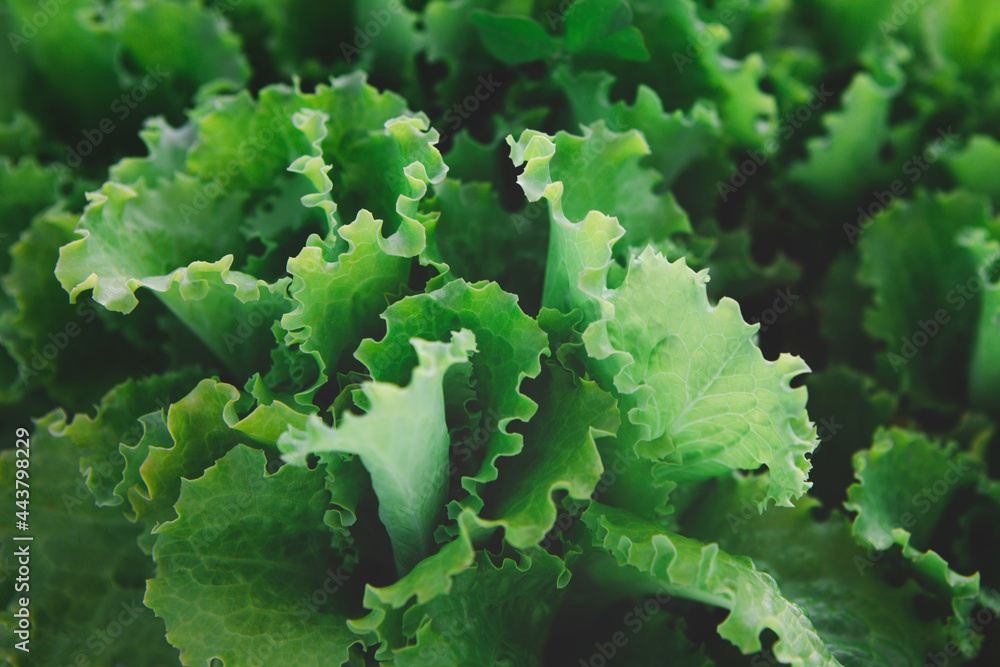 Closeup of rows of organic healthy green lettuce plants. Local vegetable planting farm. Fresh Green 