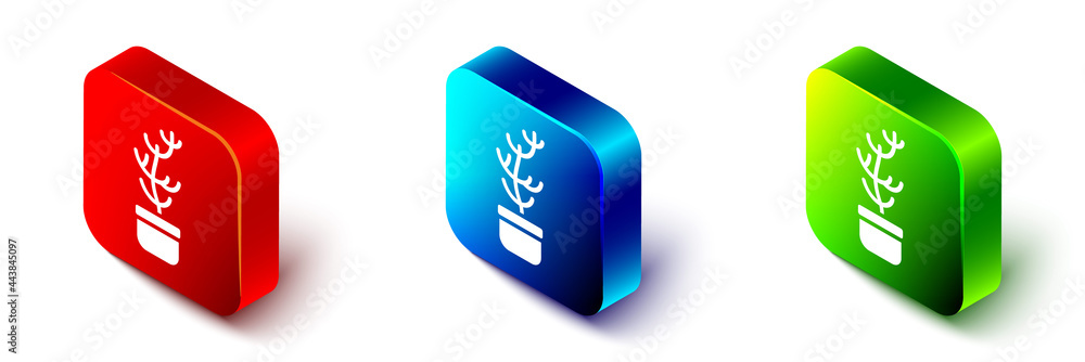 Isometric Exotic tropical plant in pot icon isolated on white background. Red, blue and green square