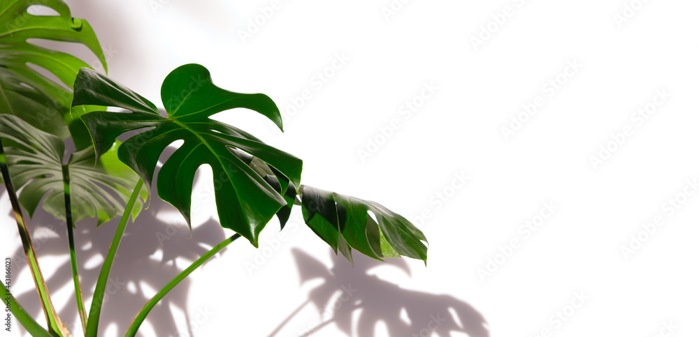 green Monstera deliciosa Leaf with Shadows on white  Background, Indoor House Plants, copy space