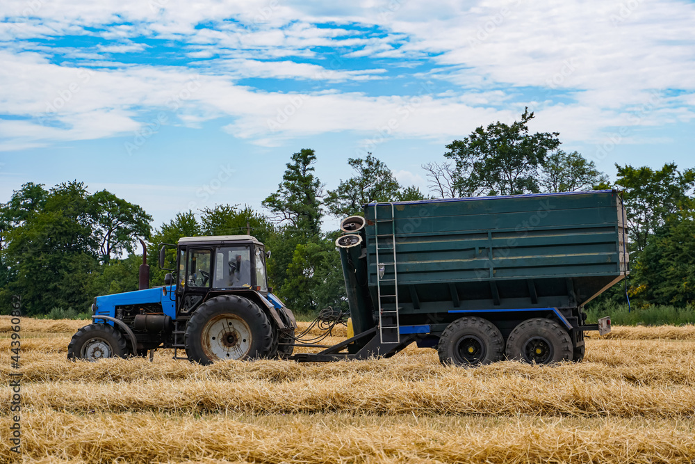 Agricultural transport in the field. Harvesting golden wheat.