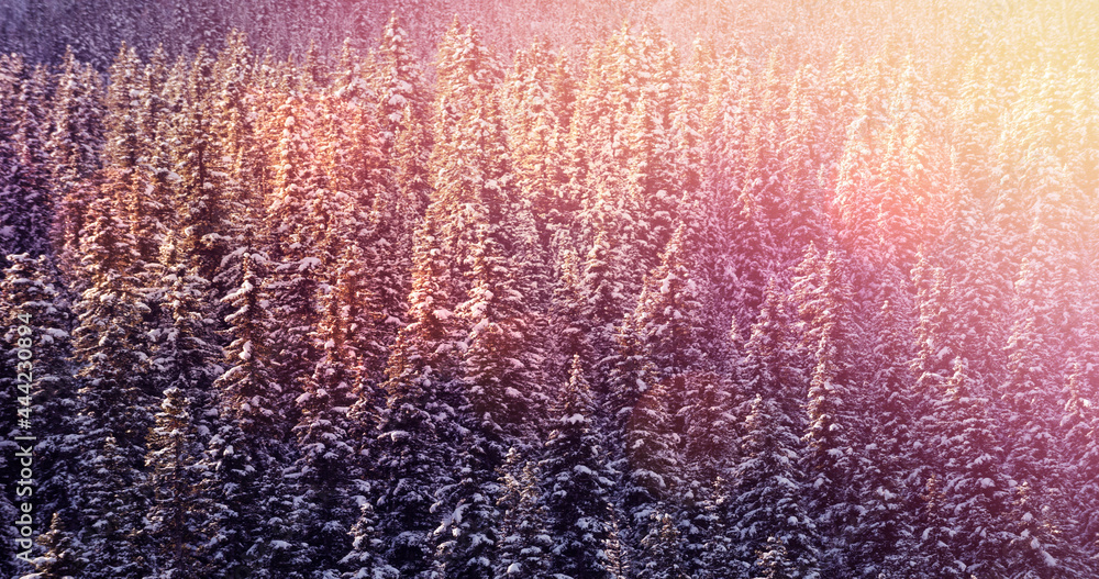 亮点和被雪覆盖的冷杉树的冬季风景景观图像