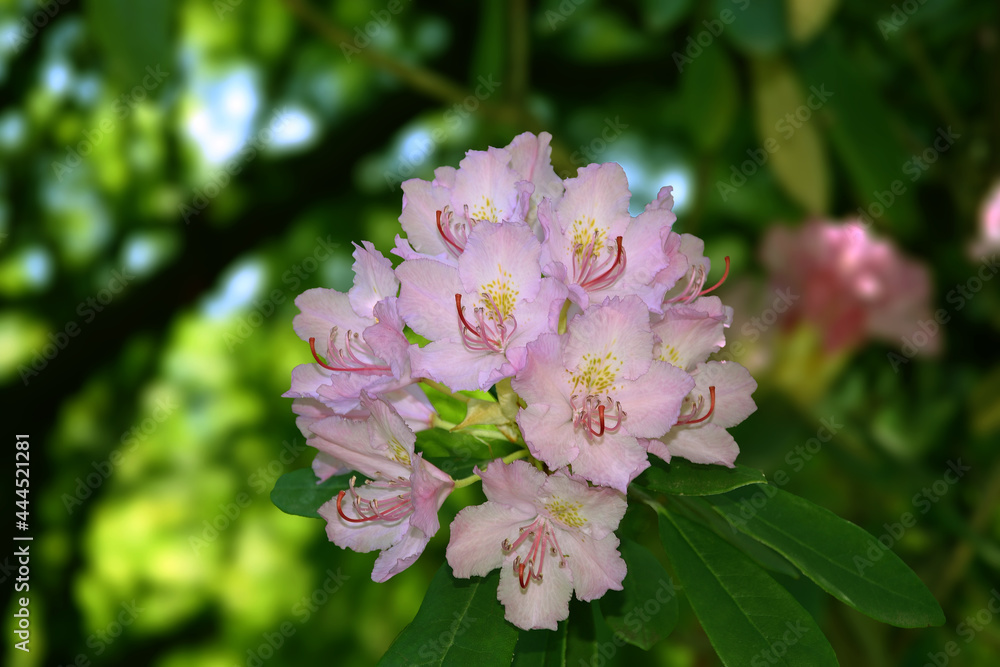 Inflorescence of evergreen plant Rhododendron Smirnova (Latin Rhododéndron smirnówii) against a blur