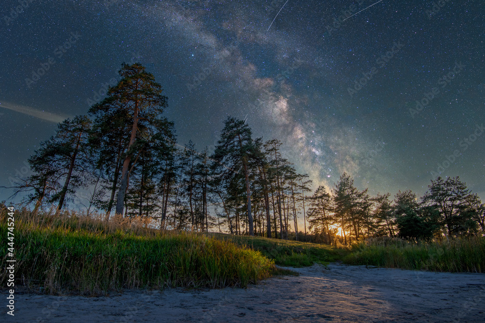 星星、树木和银河系的美丽夜景