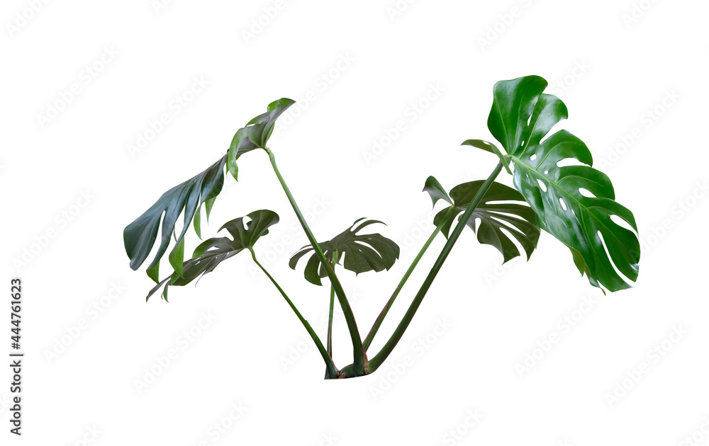 green Monstera deliciosa isolated on white background with clipping path, house plant