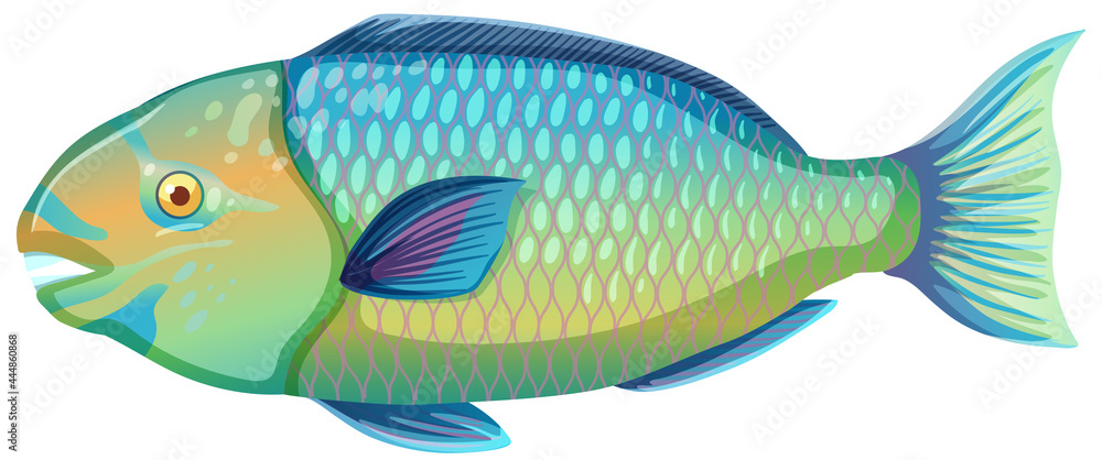 Parrotfish in cartoon style isolated on white background