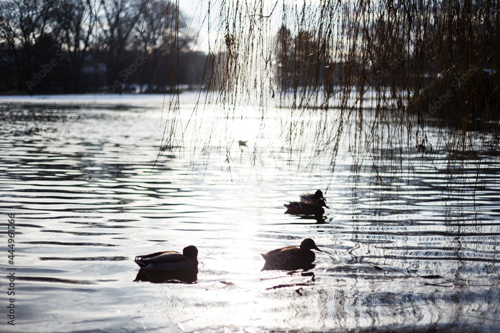 Backlit Ducks in Pond in a park in Cologne Mülheim