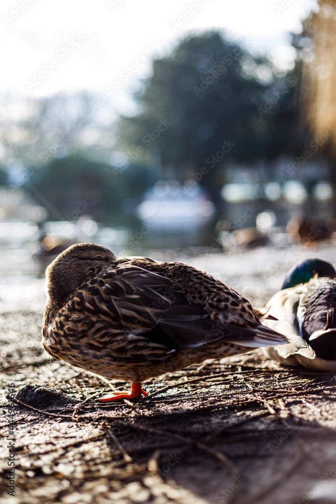 Duck sleeping at Pond in a park in Cologne Mülheim