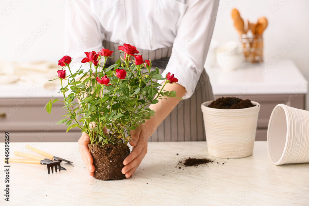 Woman repotting rose at home