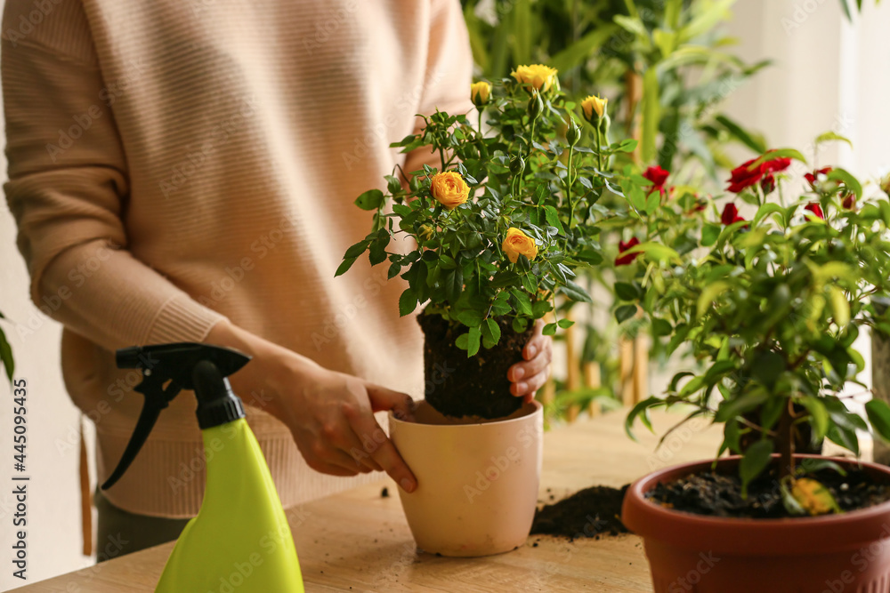 Woman repotting rose at home