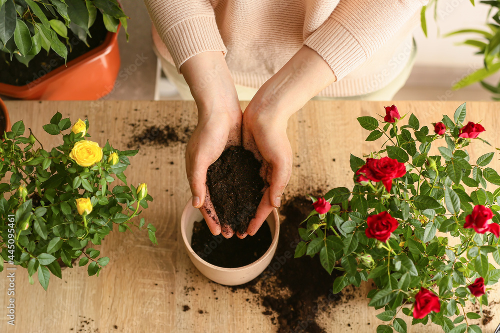 女人在家里重新种植玫瑰