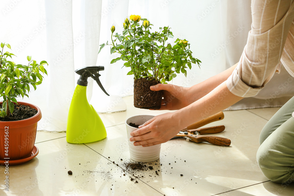 Woman repotting rose at home