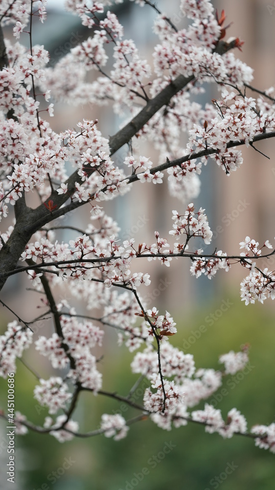 The beautiful spring view with the colorful flowers blooming in the wild field in spring