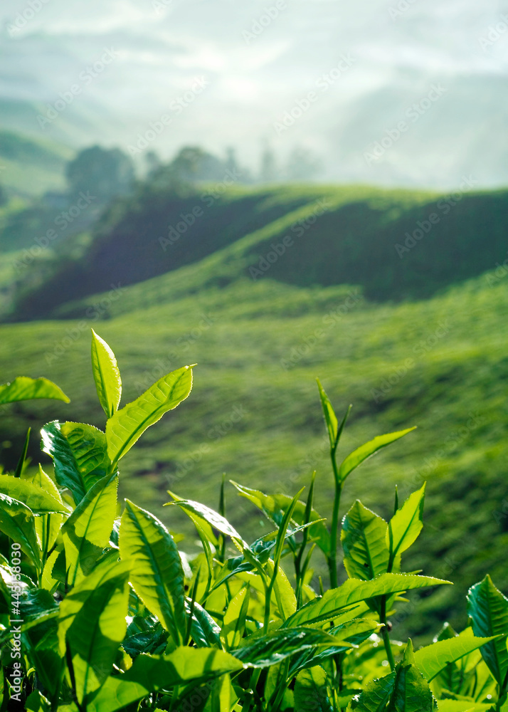 马来西亚种植园的新鲜茶叶