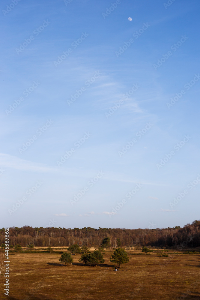 moon in daylight over a wide meadow with small group of trees and forest in the background