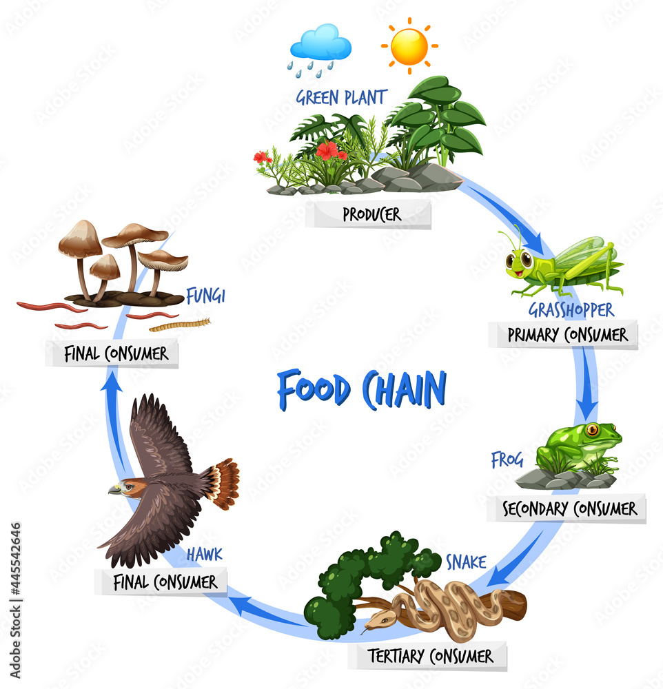 食物链图概念