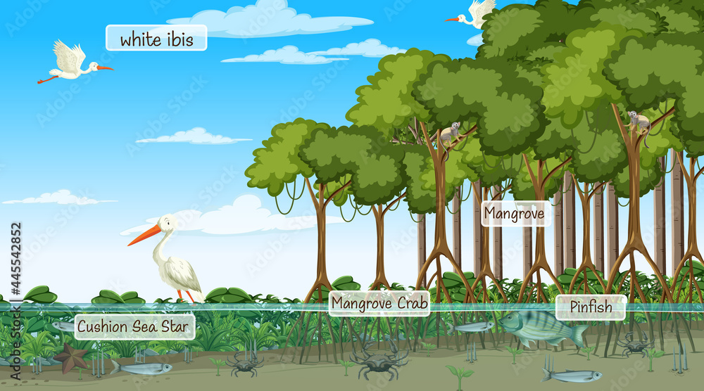 红树林场景中有标签名称的野生动物