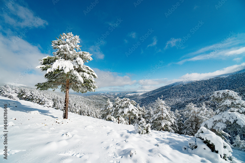 Snowy mountains under blue sky and white clouds, snow-covered pine trees, beautiful natural landscap