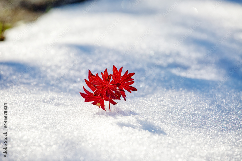 背景模糊的白雪上的一小树枝红叶特写