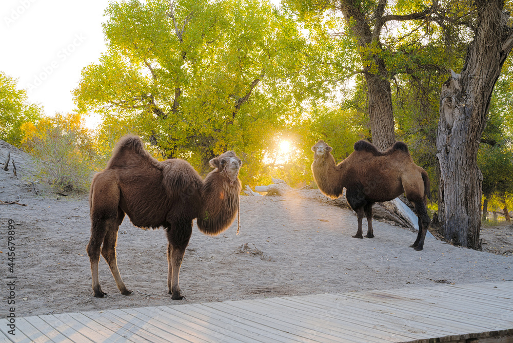 The setting sun shines on a single-humped dromedary and a two-humped Bactrian camel under the ancien