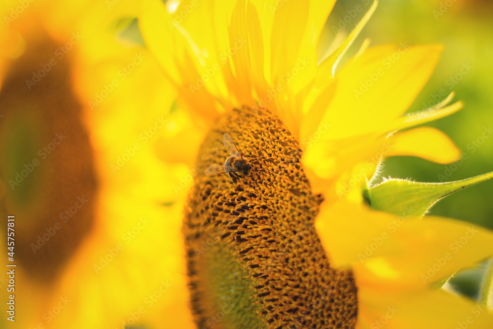 A bee on a sunflower close-up. A bee collects dust from a flower