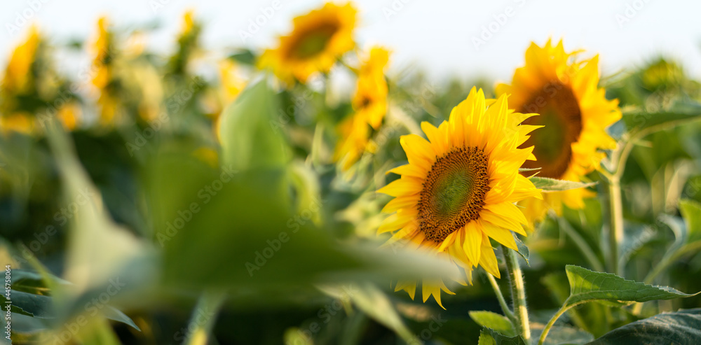 Blooming sunflowers. Large agricultural field of sunflowers at sunset