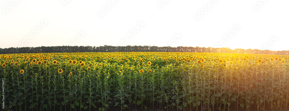 Blooming sunflowers. Large agricultural field of sunflowers at sunset