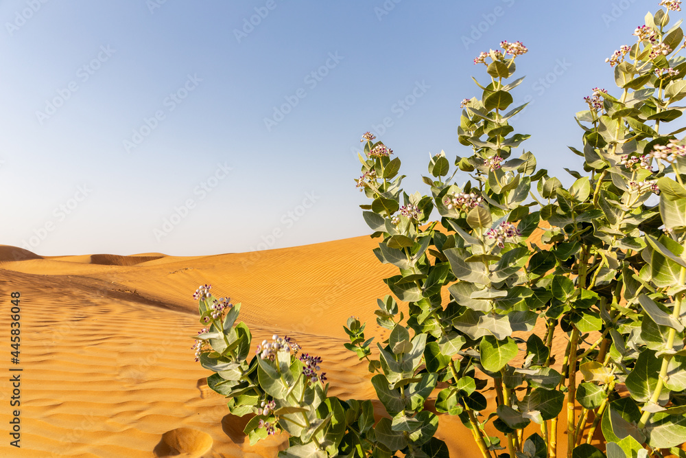 Apple of Sodom (Calotropis procera) plant with purple flowers blooming and desert sand dunes landsca