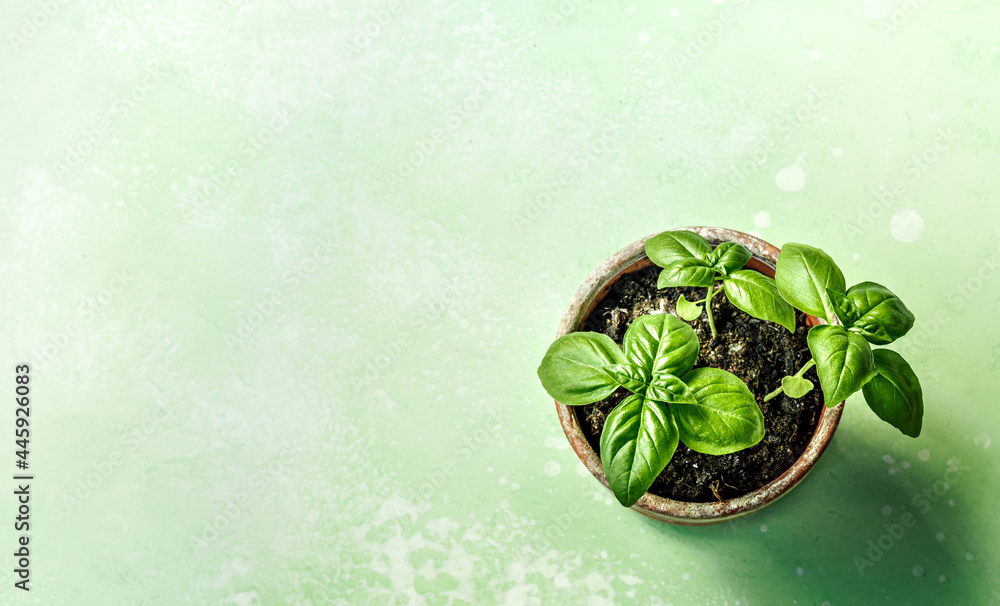 Basil plant in a ceramic pot on green concrete background. Fresh basil on green table with copy spac