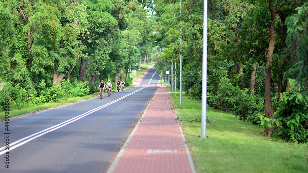 road in the forest