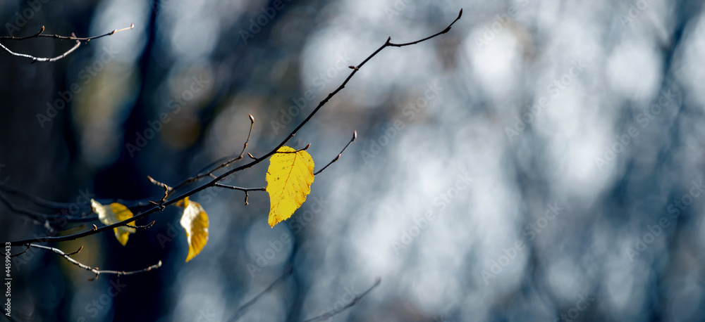 The last yellow leaves on a tree in a dark autumn forest