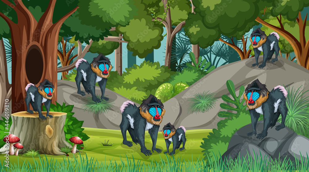 Mandrill family in forest at daytime scene with many trees