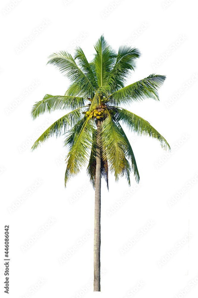 Coconut palm tree isolated on white background.