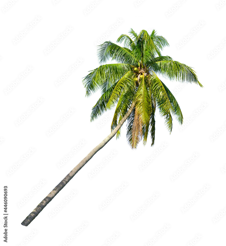 Leaning coconut palm tree isolated on white background.