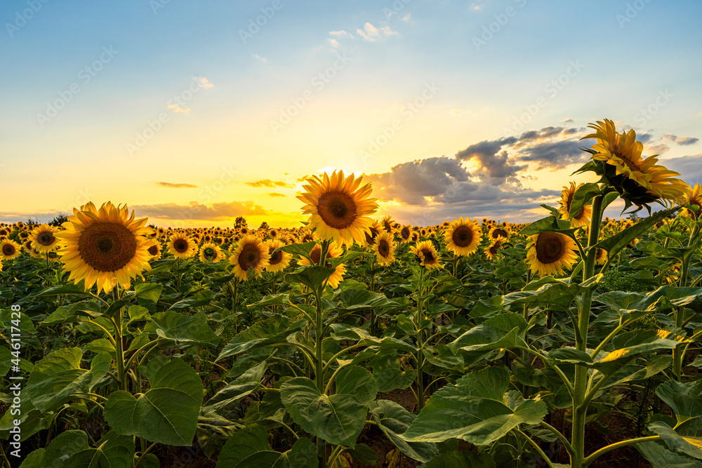 Sonnenblumenfeld mit Sonnenuntergang