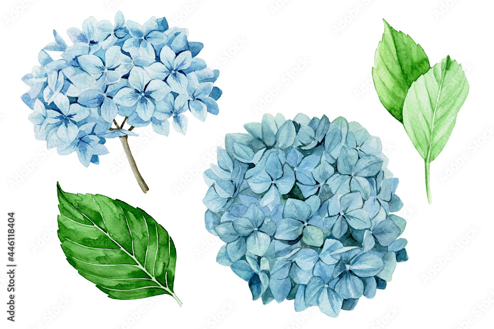 watercolor drawing. set of blue hydrangeas. isolated on white background clipart blue hydrangea flow