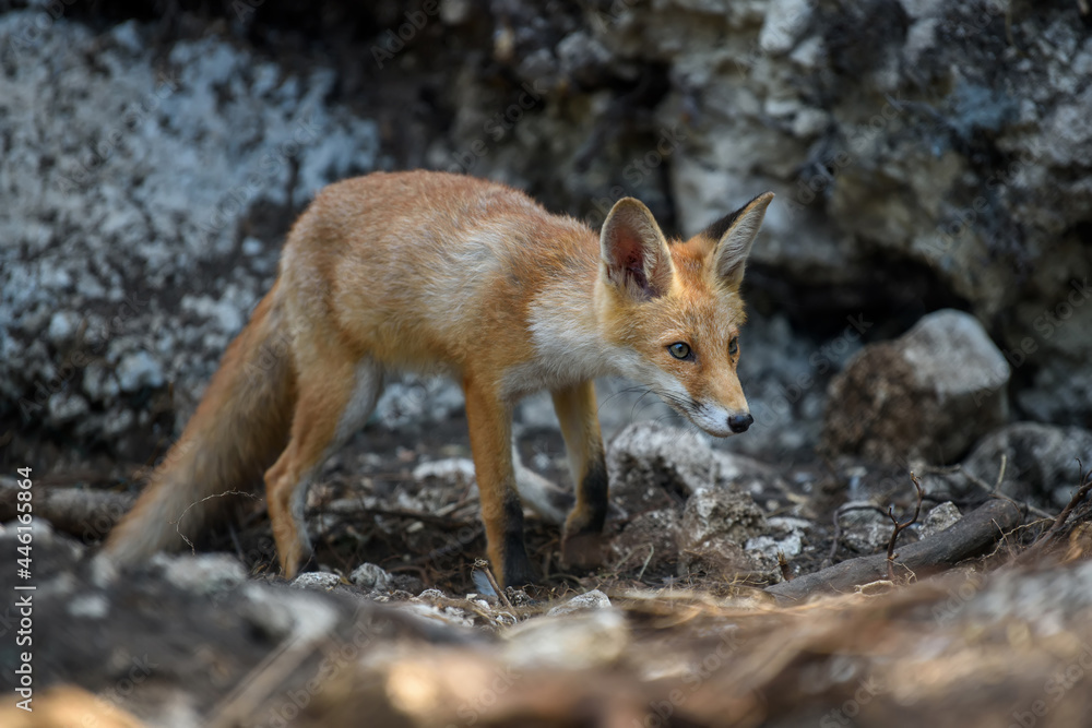 赤狐，森林中的vulpes vulpes。自然环境中的近距离野生捕食者